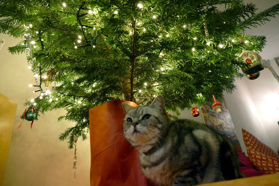 Christmas Tree: Setting Up Safely for Your Pets