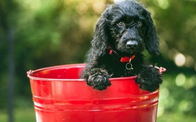 Bucket Lists for Dogs