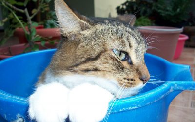 Bucket List for Your Cat