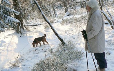 Outdoor Winter Activities for Dogs
