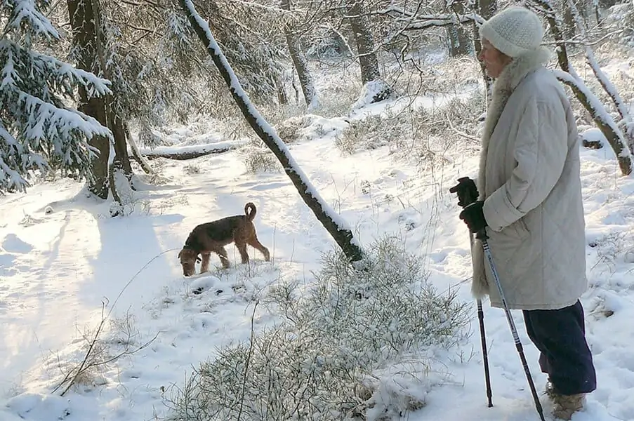 Outdoor Winter Activities for Dogs