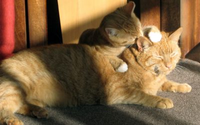 Pheromones-Understanding Them