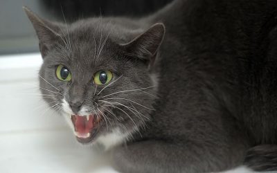 Pheromone Products Change Behaviors