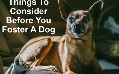Fostering Pets: Things To Consider