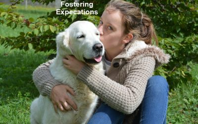 Foster Parent Expectations