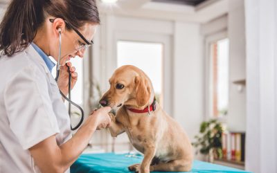 Insurance: Correct Policy for Your Pet?