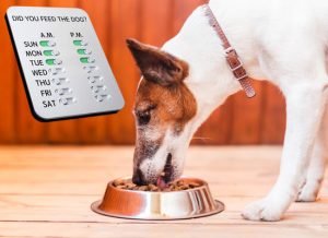 Helpful Pet Item-Meal Tracking Device