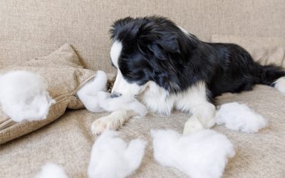 Pet Exhibiting Unusual Destructive Behavior? Might be Separation Anxiety.