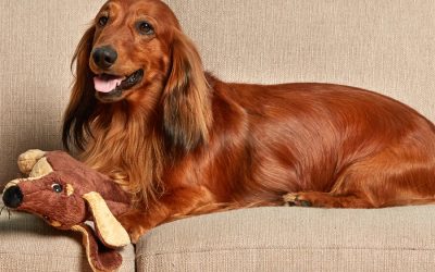 Heading Back to Work Off-Site? Watch for Signs of Separation Anxiety.