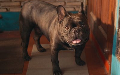 Tricks to Prepare Pets For Your Return To Work Off-Site To Prevent Separation Distress