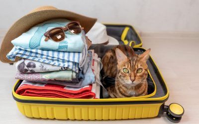 Traveling with pets during COVID-19