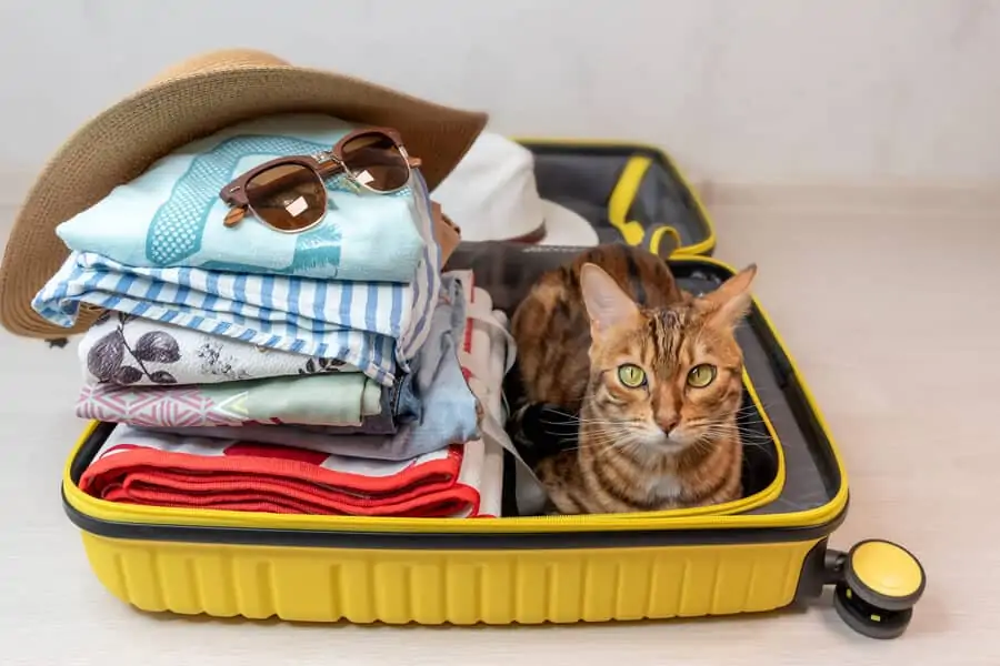 Traveling with pets during COVID-19
