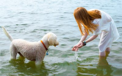 Summer: Safety Tips for Pet Outings