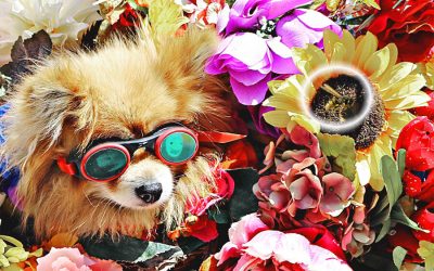 Bees: Reason Why Pets Are Drawn to Them