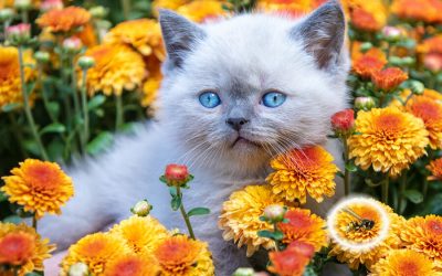 Bee Sting: What To Do If Pet Is Stung