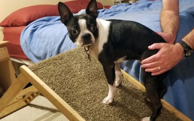 Ramp or Stairs for Your Dog