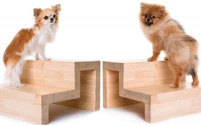 Stairs or Ramps? Choosing the Right One for Your Dog