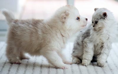 Introducing Kittens and Puppies Safely