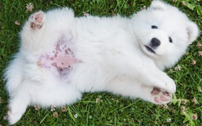 Hyperpigmentation: why is my puppy’s tummy turning black?