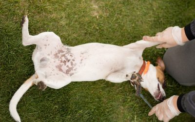 Hyperpigmentation: Brown Spots On Dog’s Belly