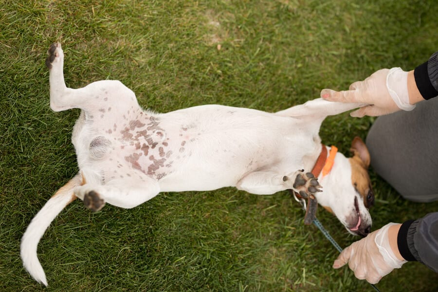 Hyperpigmentation: Brown Spots On Dog’s Belly