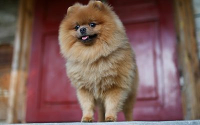 Doorways: Training Puppies To Avoid Dashing Through Them