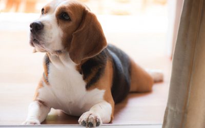 Open Front Doors: How to Teach Your Puppy Not to Run Through Them