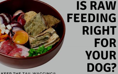 Raw Feeding: Is It Right for Your Dog?