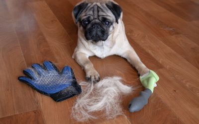 Master Essential Dog Grooming Tips for the Fall