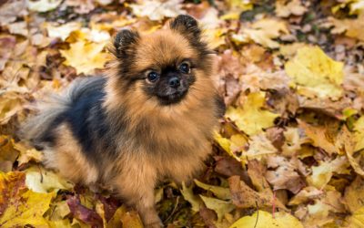 Fall Safety Tips For Dog Owners