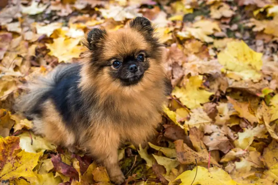 Fall Safety Tips For Dog Owners