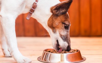 Commercial Pet Food-What’s Inside?