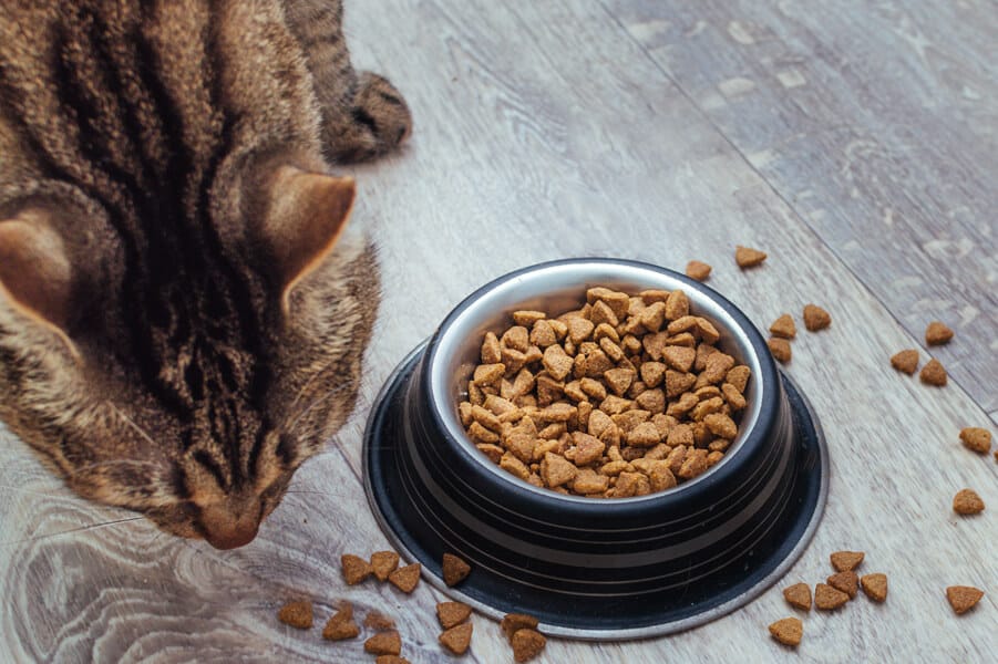 Low-Quality Food Can Affect Your Pets