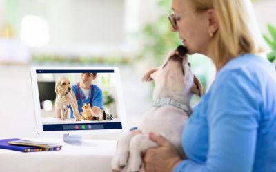 Online Vet Services