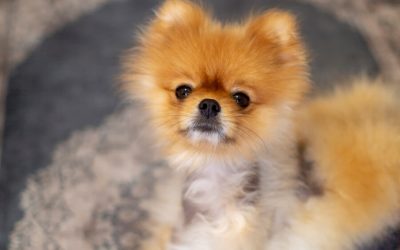 Alopecia (Hair Loss)-Symptoms In Dogs