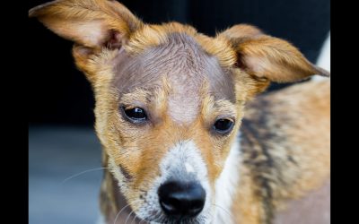 Alopecia (Hair Loss)-Types In Dogs