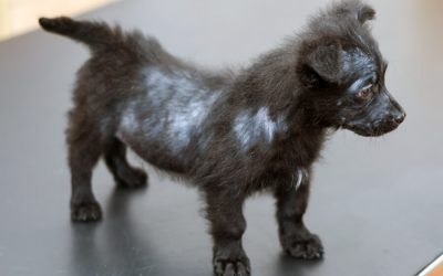 Alopecia (Hair Loss)-How Diagnosed in Dogs