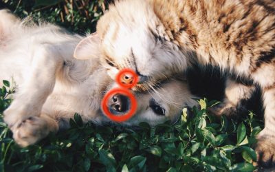 Wet Nose: Why Does My Pet Have One?
