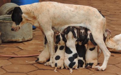 Spaying/Neutering Dogs: Factors to Consider