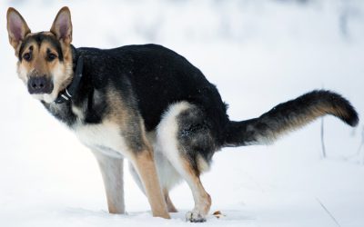 Diarrhea: Causes in Dogs