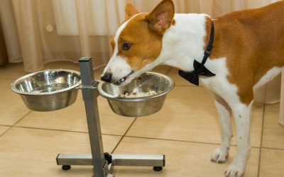 Diarrhea: What Should You Feed?