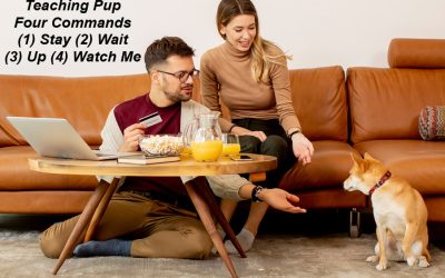 Commands to Teach Your Dog – Part Four