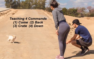 Which Command to Teach Spot – Part One