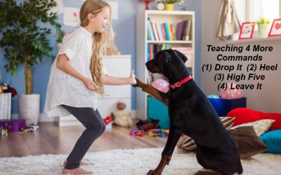 Which Command to Teach Fido? – Part 2