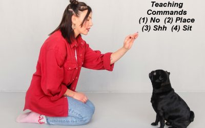Commands to Teach Your Dog – Part Three