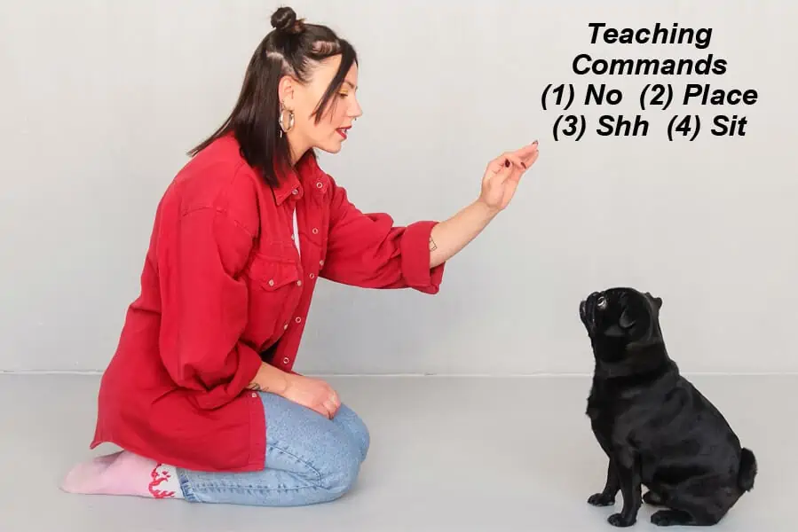 Commands to Teach Your Dog – Part Three