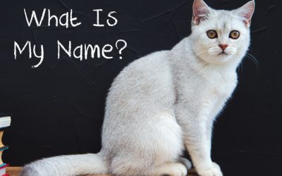 Name: Tips for Teaching Pet To Respond to It