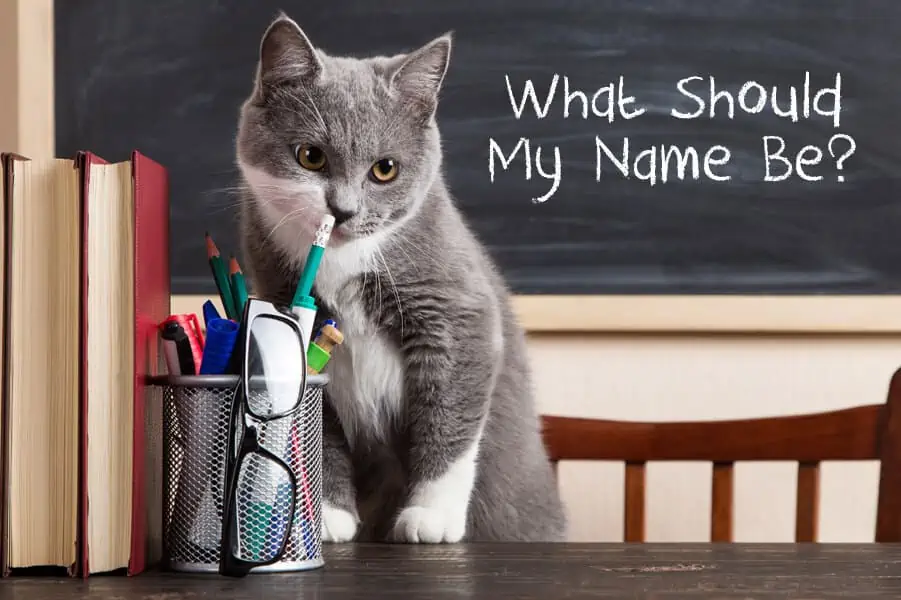 Renaming An Adopted Pet: Should You Do It?