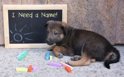 Name: Choosing One for Your Pet