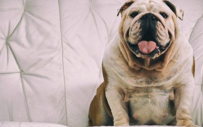 Apartment/Small Living Spaces & Dogs